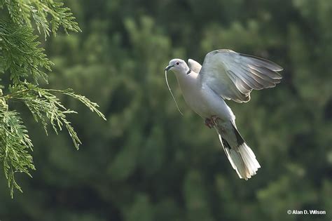 Eurasian Collared-Dove - ID, Facts, Diet, Habit & More | Birdzilla