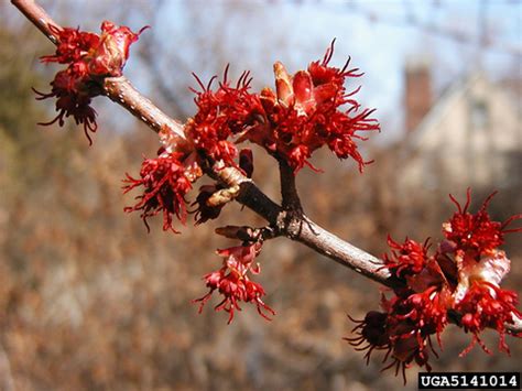 Red maple | UMN Extension