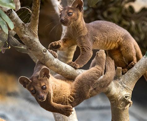 Fossa | San Diego Zoo Kids