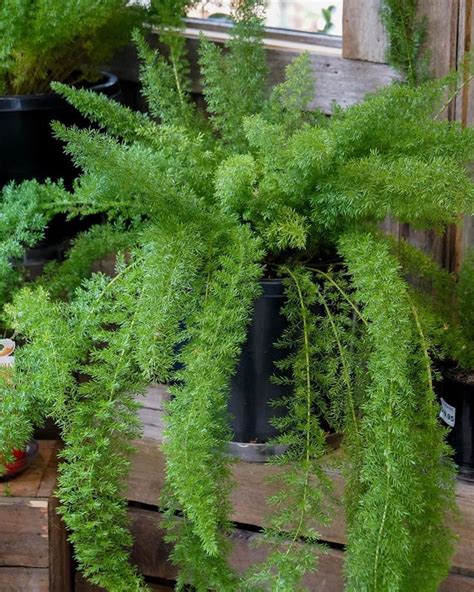 Richgro Garden Products 🇦🇺 on Instagram: “Asparagus Meyerii “Foxtail Fern”⁣ An attractive ...