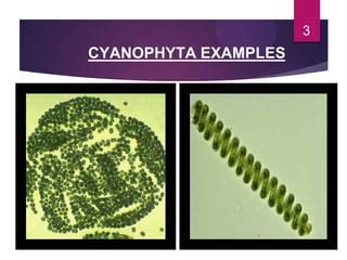 Cyanophyta | PPT