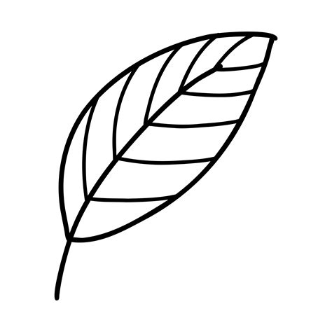 Doodle line leaf. Vector illustration of linear leaves 5506152 Vector ...