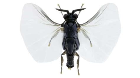 Strepsiptera: The Extremely Weird World Of The Stylops