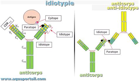 Paratope : définition et explications