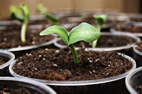 How to Grow Summer and Winter Squash - Harvest to Table