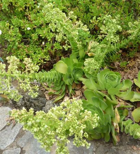 Aeonium canariense - Succulent Guide