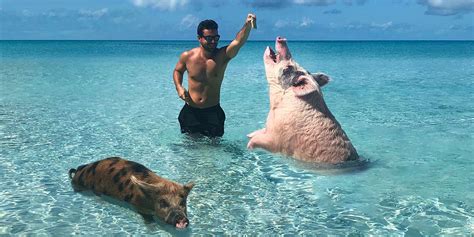 What It's Actually Like To Swim With the Pigs In The Bahamas | Betches