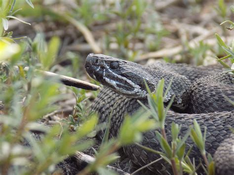 Massasauga Rattlesnake : r/snakes