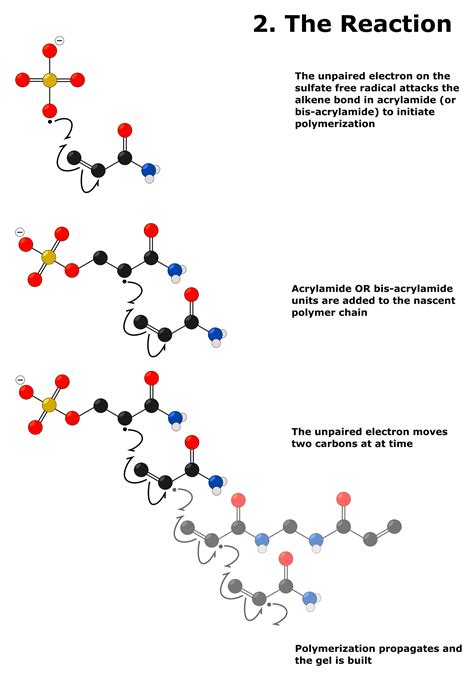 An Easy SDS-PAGE Gel Recipe & 10-Step Protocol