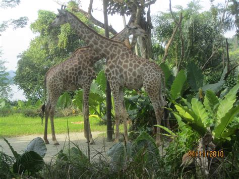 JUST ANOTHER TEACHER: THE ANIMALS IN SINGAPORE ZOO - PART 1