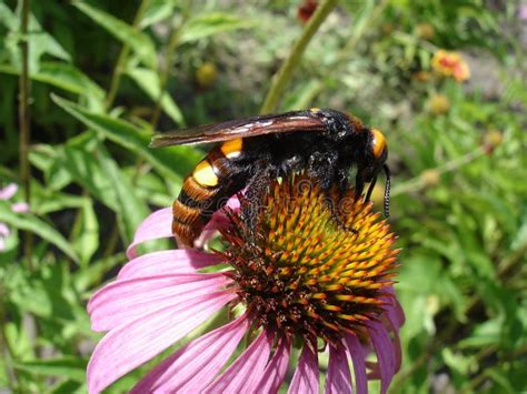 Mammoth Wasp Female (Megascolia Maculata Flavifrons) on a Eastern Purple Coneflower Flower Stock ...