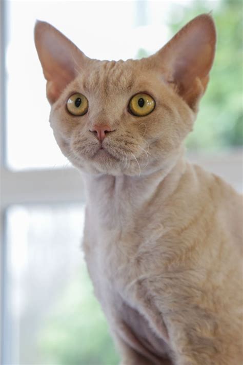 The Devon Rex Cat is a breed of intelligent, short-haired cat that emerged in England during the ...