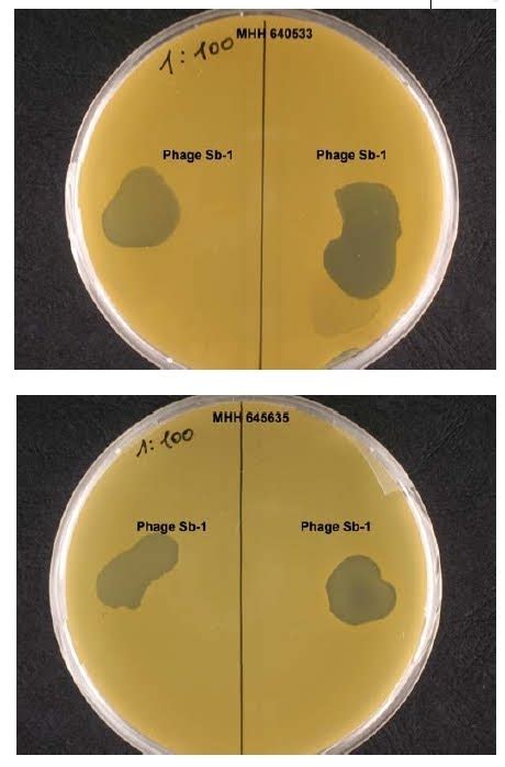 Phage Therapy (Biocontrol*): Light and Shade Visit new site : Sellanophagetherapy.blogspot.com ...