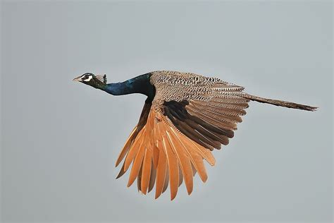 Peacocks Flying: Interesting Facts and Stunning Photos show How ...