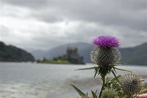 HD wallpaper: closeup photo of purple petaled flowers, thistle, scotland, scottish | Wallpaper Flare