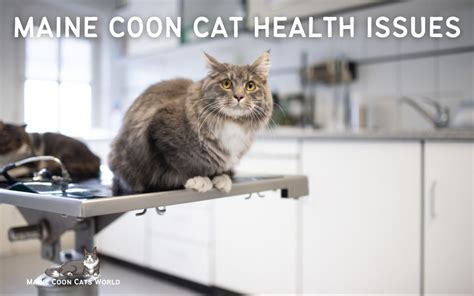 Maine Coon Health Issues: Common Problems and Prevention Tips