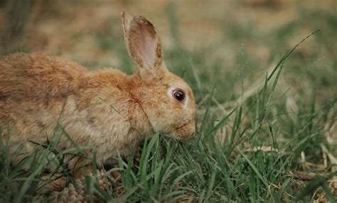 New Zealand Giant Rabbit Breed, Lifespan, Size, Meat, and All Information