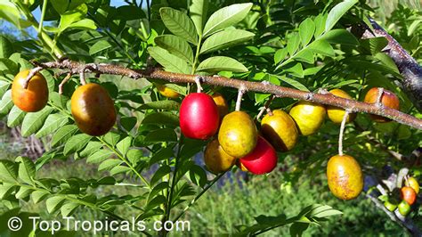 Spondias purpurea, Purple Mombin, Hog Plum, Ciruela, Jocote