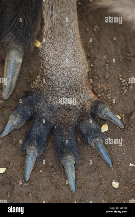 Kangaroo foot hi-res stock photography and images - Alamy