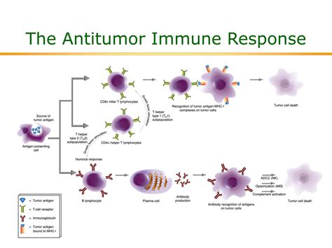 PPT - The Antitumor Immune Response PowerPoint Presentation, free ...