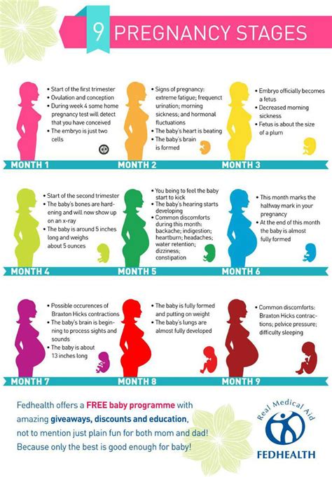 Stages of pregnancy - MEDizzy