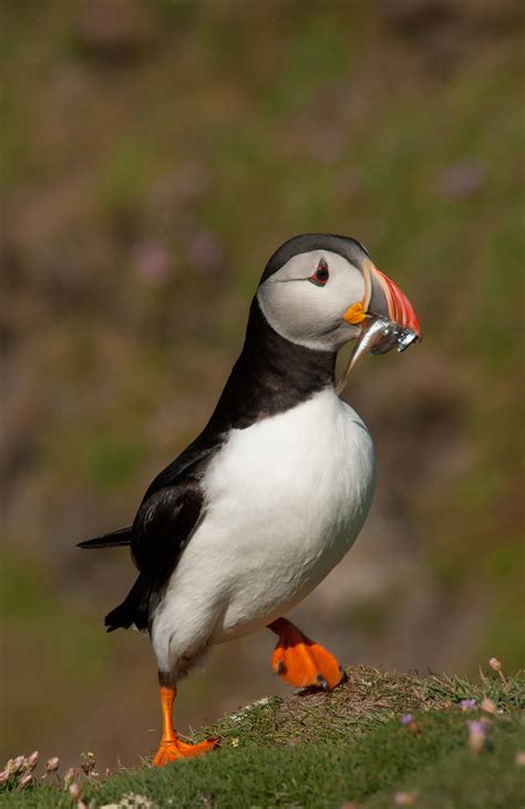 Puffins: Clown Birds of the Atlantic | Puffin, Eel like fish, British wildlife