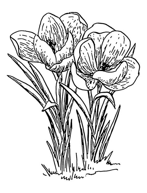 crocus | Flower line drawings, Flower drawing, Drawings