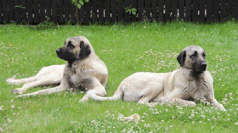 Kangal Dog: Discover the True Nature of a Noble Guardian