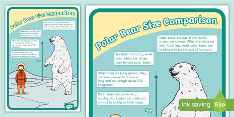 Polar Bear Size Comparison Poster for learning the facts.