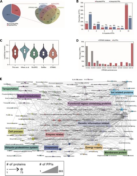 Protein-protein interaction analysis. (A) Overlap of our identified... | Download Scientific Diagram