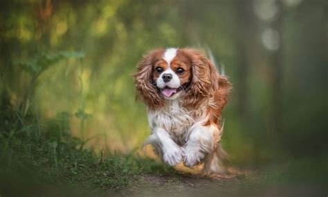 Cocker Spaniel vs Cavalier King Charles Spaniel Breed Comparison | BeChewy