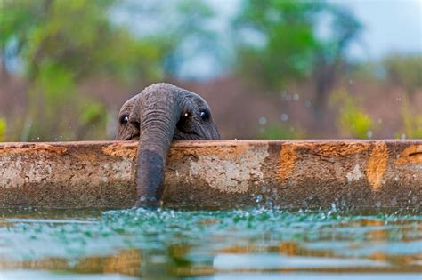 Really Cute Baby Elephants