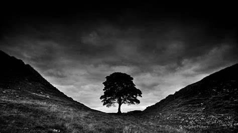 Sycamore Gap: A Captivating Lone Tree