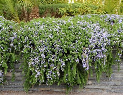 11 Stunning Cascading Plants for Retaining Walls and Hanging Baskets