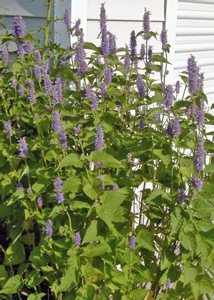 Anise hyssop, Agastache foeniculum – Wisconsin Horticulture