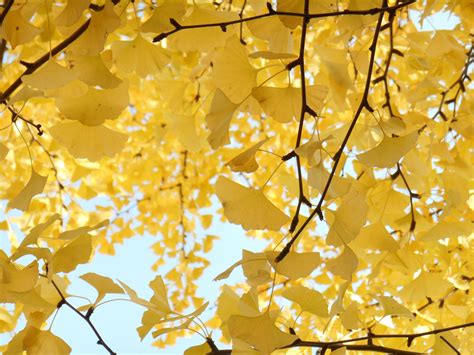 Gingko tree in autumn 1903890 Stock Photo at Vecteezy