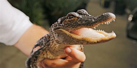 GatorWorld GatorWorld