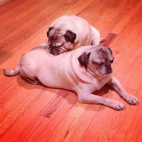 Bah Humpug!, cuddlepugs: Sleeping pug pose #yogapugs | Sleeping pug, Pug love, Pugs