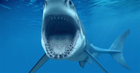 🔥 [50+] Shark Screensavers and Wallpapers | WallpaperSafari