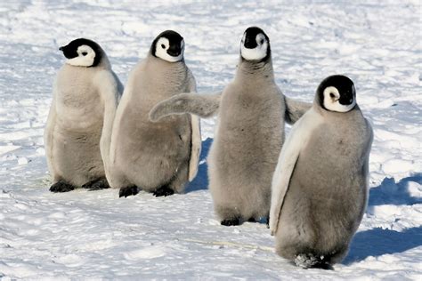 12 Facts about Emperor Penguins - Some Interesting Facts