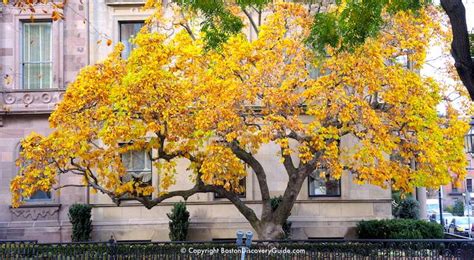 Boston Fall Foliage 2024 - 11 Best Places to See It - Boston Discovery Guide