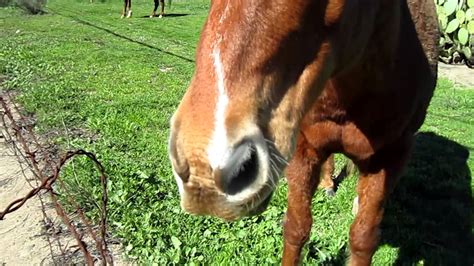 Horses eating carrots, part 1. - YouTube