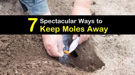 7 spectacular ways to keep moles away – Artofit