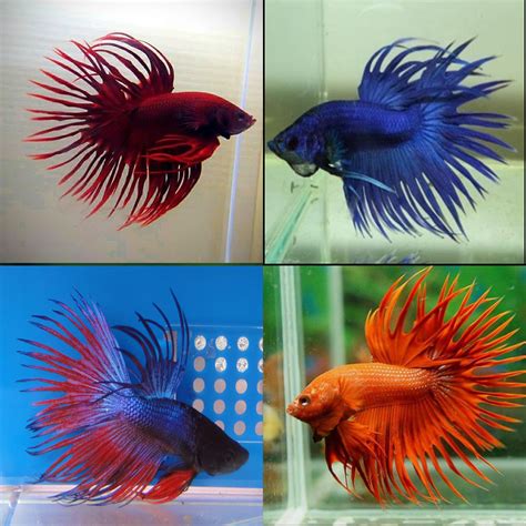 Aquarium Central -Betta (Siamese Fighting Fish) - Standard Assorted ...