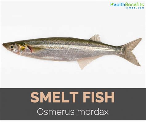 Smelt Fish Facts, Health Benefits and Nutritional Value