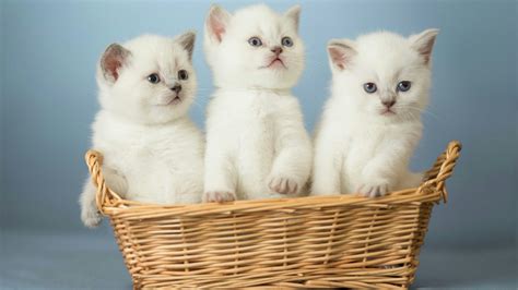 Three Kittens in a Basket