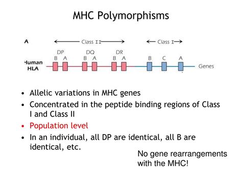 PPT - Somatic recombination at the Ig heavy chain locus PowerPoint ...