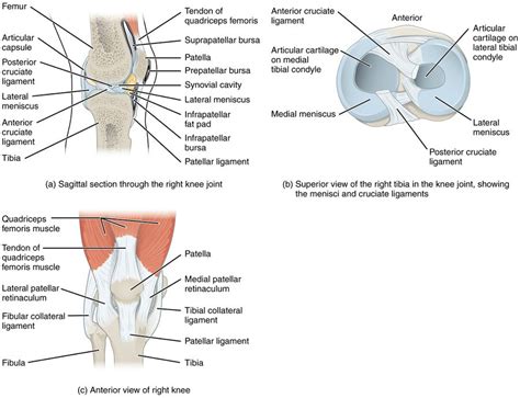 Thessaly test - Physiopedia