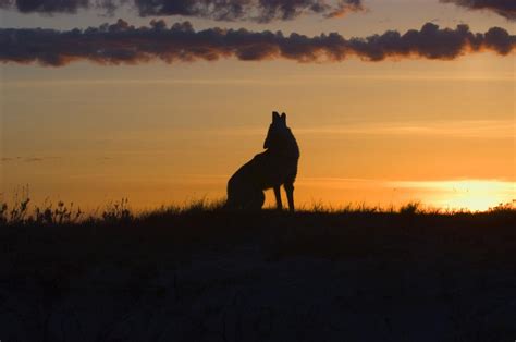 Johnston: Hear that howling? It's coyote season | Features | fredericksburg.com