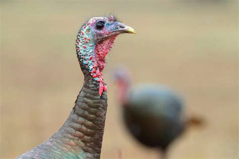 Wild Turkey Habitat, Hunting & Population Trends | Hook & Barrel Magazine